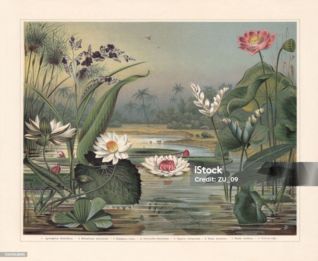 Water plants, chromolithograph, published in 1897 Water plants: 1) Cape-pondweed (Aponogeton distachyos, or Aponogeton distachyon); 2) Indian lotus (Nelumbo nucifera, or Nelumbium speciosum) with fruit (a); 3) White Egyptian lotus (Nymphaea lotus); 4) Madagascar laceleaf (Aponogeton madagascariensis, or Ouvirandra fenestralis); 5) Cyperus papyrus (or Papyrus antiquorum); 6) Water cabbage (Pistia stratiotes); 7) Powdery alligator-flag (Thalia dealbata); 8) Queen Victoria's water lily (Victoria amazonica, or Victoria regia). Chromolithograph, published in 1897. Landscape - Scenery stock illustration