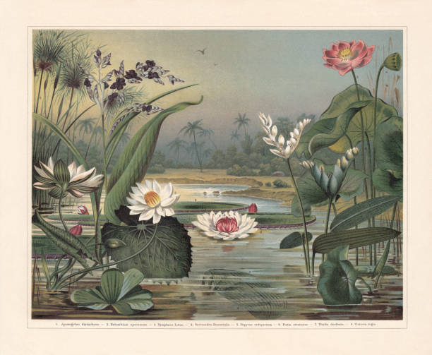 Water plants: 1) Cape-pondweed (Aponogeton distachyos, or Aponogeton distachyon); 2) Indian lotus (Nelumbo nucifera, or Nelumbium speciosum) with fruit (a); 3) White Egyptian lotus (Nymphaea lotus); 4) Madagascar laceleaf (Aponogeton madagascariensis, or Ouvirandra fenestralis); 5) Cyperus papyrus (or Papyrus antiquorum); 6) Water cabbage (Pistia stratiotes); 7) Powdery alligator-flag (Thalia dealbata); 8) Queen Victoria's water lily (Victoria amazonica, or Victoria regia). Chromolithograph, published in 1897.