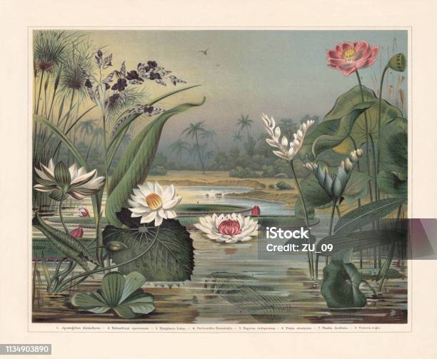 Water Plants Chromolithograph Published In 1897 Stock Illustration - Download Image Now - Landscape - Scenery, Lithograph, Botany