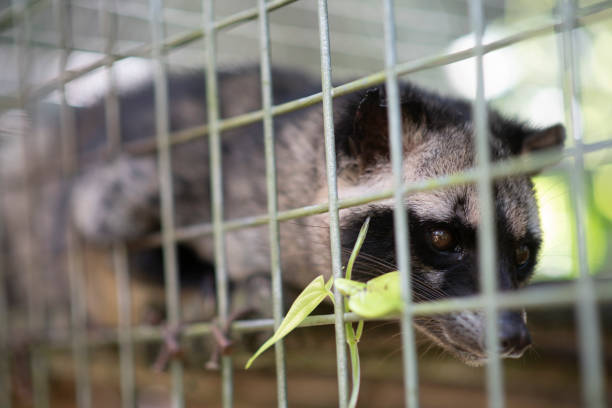 istock eye of civet, civet in cage 1134905446