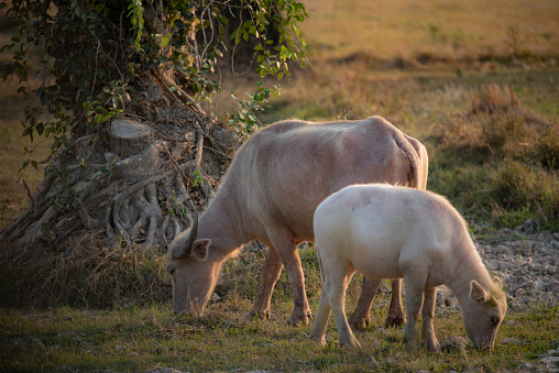 Albino buffalo in rural areas of Thailand