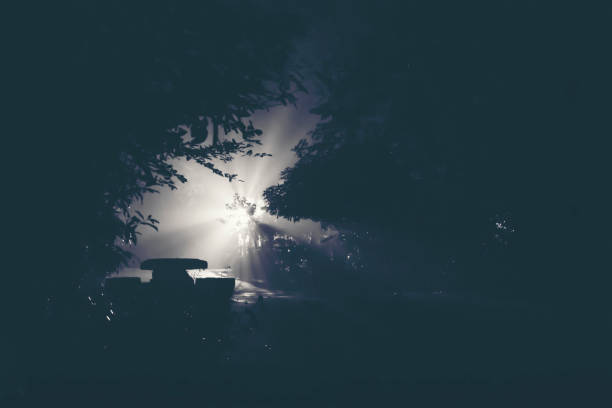 istock abstract light of night with tree, black and white 1134907233