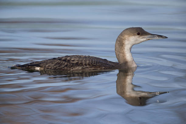 A black-throated loon (Gavia arctica) in winter plumage swimming and foraging in a pond in the city Utrecht the Netherlands. A black-throated loon (Gavia arctica) in winter plumage swimming and foraging in a pond in the city Utrecht the Netherlands. arctic loon stock pictures, royalty-free photos & images