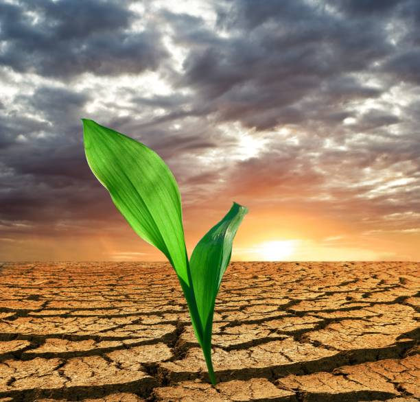 istock green plant in a desert 1134907855