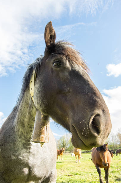 Portrait of the grey horse on a spring day in Llivia, Girona, Spain llivia stock pictures, royalty-free photos & images