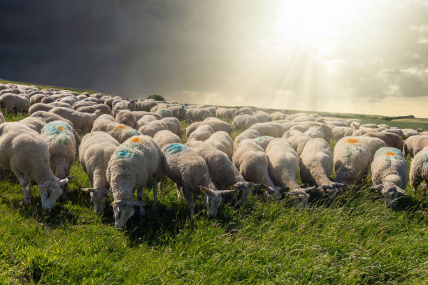 istock sheep grazing in the pasture 1134908529