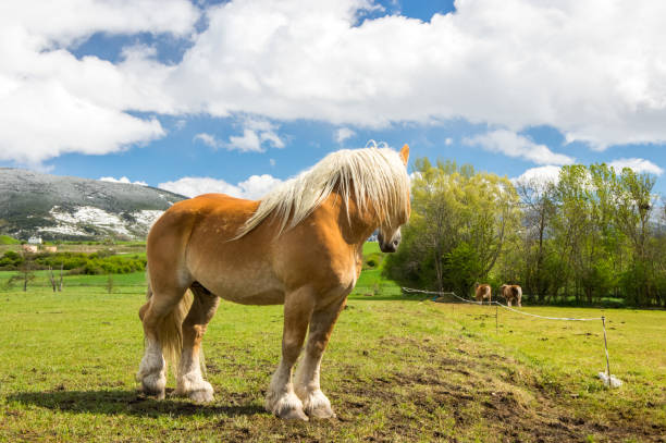 Male horse looking over the herd in Llivia, Girona, Spain llivia stock pictures, royalty-free photos & images