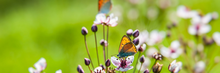 pair of butterflies collects nectar and pollen from a flower on a blurred green background on a sunny day. Web banner for your design.