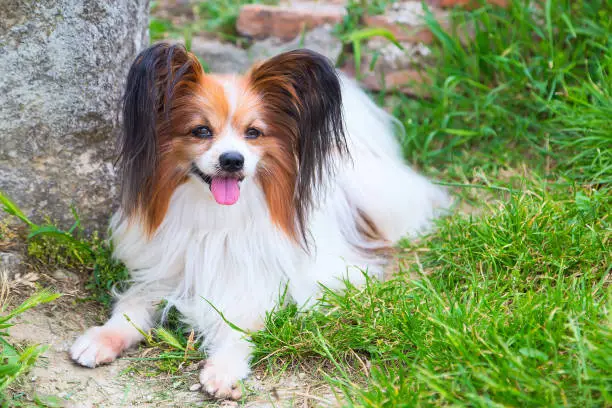Portrait of cute Papillon dog lying in the green grass