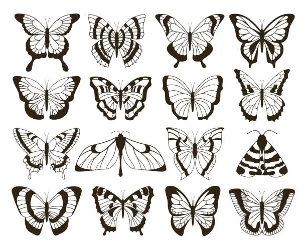Vector illustration of Monochrome butterflies. Black and white drawing, hand drawn tattoo shapes vintage collection. Vector butterfly isolated