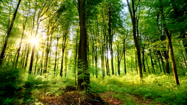 The sun casts its beautiful rays into the fresh green forest, time lapse