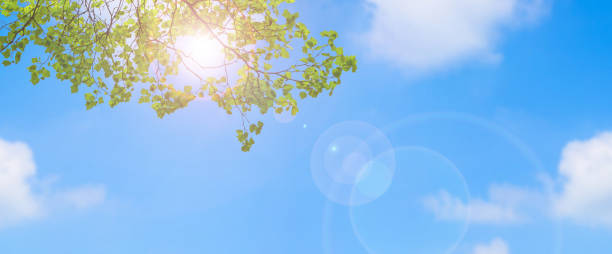 istock lens flare under the maple tree on blue sky 1134911561