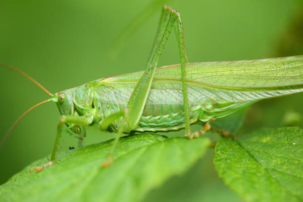 istock Grasshopper on a grass plant 1134912470