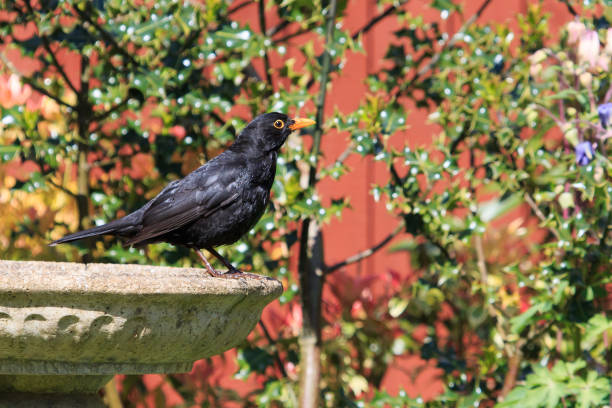 Blackbird Male Blackbird perched on a birdbath in an English garden common blackbird turdus merula stock pictures, royalty-free photos & images