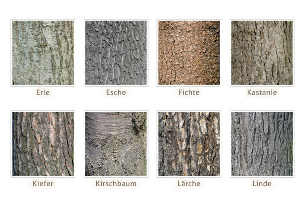 alder, ash, spruce, chestnut, pine, cherry, larch, linden, conifer