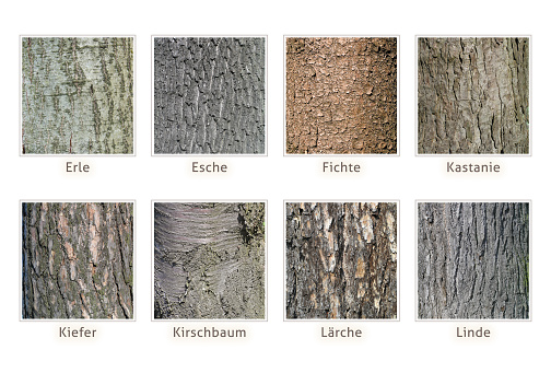 Overview of different tree barks with names