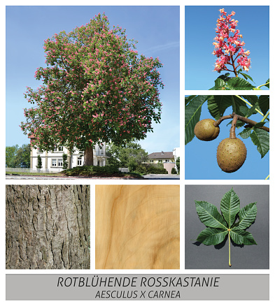 Collage tree species with detail photos of flowers and fruits and leaves