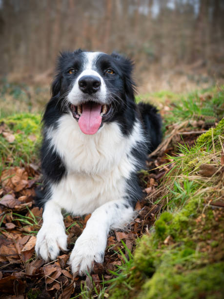 istock border collie dog in autumn fall forest laying down 1134912746