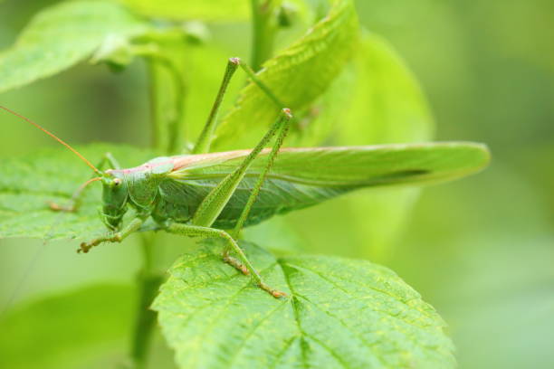 istock Grasshopper on a grass plant 1134912767