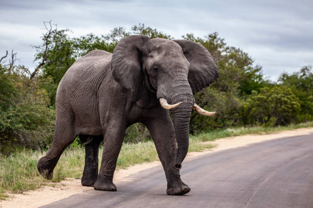 istock Large bull African Elephant in musth, flapping its ears while walking onto a road in Kruger National Park, South Africa. 1134912781