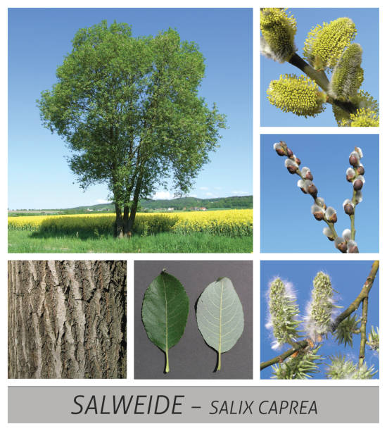 istock palm willow, sallow willow, willow, salix, caprea, palm kitten 1134912858