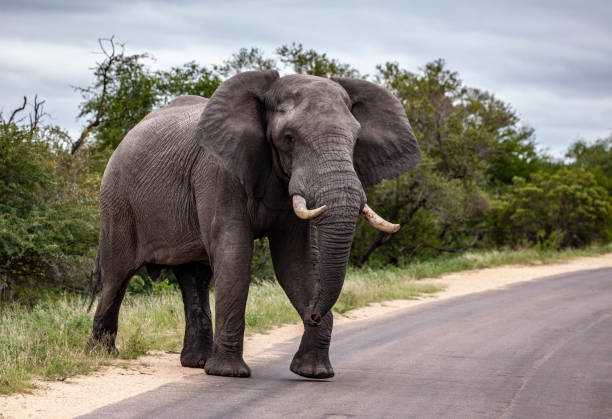 istock Large bull African Elephant in musth, flapping its ears while walking onto a road in Kruger National Park, South Africa. 1134912881