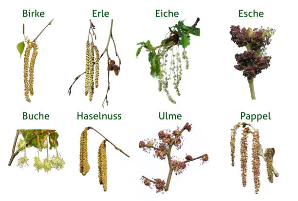 アレルギー、受粉、花、花粉、花、木、木、木の花 - hazel eyes ストックフォトと画像