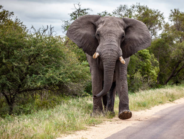 Large bull African Elephant in musth, flapping its ears while walking along road in Kruger National Park, South Africa. stock photo