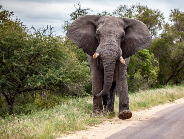 grande elefante do africano do touro no musth, batendo suas orelhas ao andar ao longo da estrada no parque nacional de kruger, áfrica do sul. - kruger national park fotos - fotografias e filmes do acervo