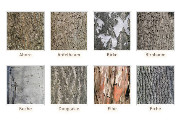 istock maple, apple, birch, pear, beech, douglasia, yew, oak, fir tree, stem 1134913076