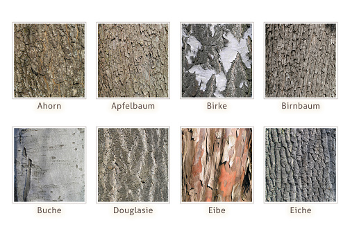 Overview of different tree barks with names