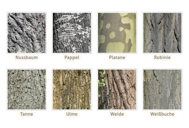 nuez, álamo, plano, robinia, abeto, olmo, sauce, haya, nuez - willow tree weeping willow tree isolated fotografías e imágenes de stock