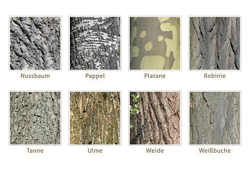 Overview of different tree barks with names