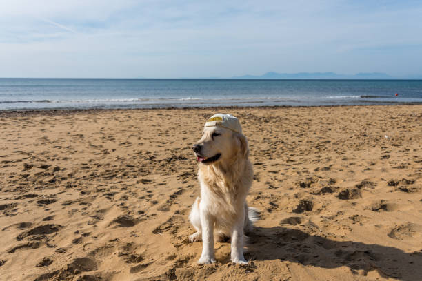 istock Golden Retriever in a Hat on a Mediterranean Beach 1134913256