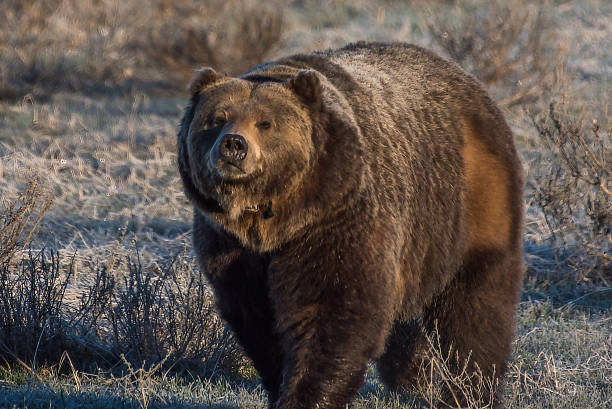 Grizzly bear on earning frosty morning alone walking toward camera. Bear is a male with a collar.