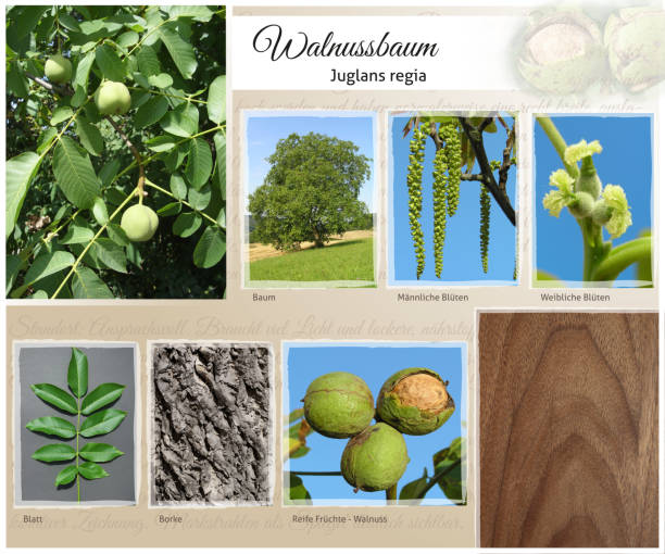 Collage tree species with detail photos of flowers and fruits and leaves