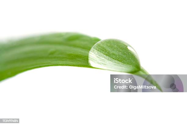 Gota De Agua Sobre Una Hoja Foto de stock y más banco de imágenes de Agua - Agua, Agua descendente, Clorofila