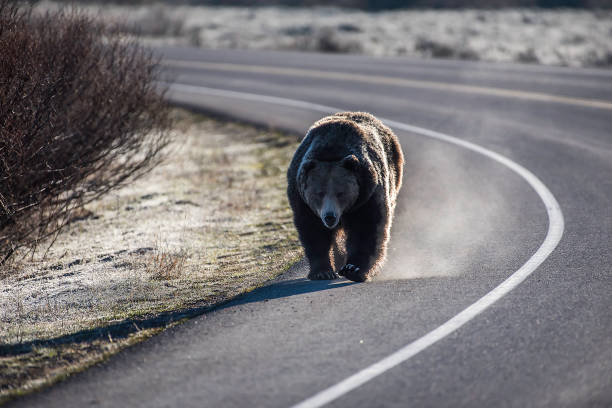 Grizzly bear on earning frosty morning alone walking toward camera. Bear is a male with a collar.