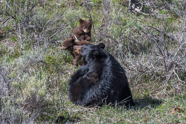 istock Black bear mother devotion to cubs in Yellowstone 1134915883