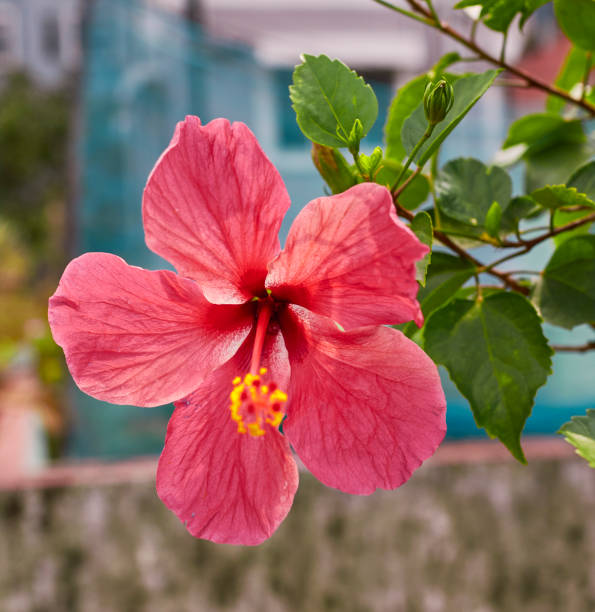 雌しべと雄しべの咲くピンクのハイビスカスの花 - stem pollen hibiscus beauty in nature ストックフォトと画像