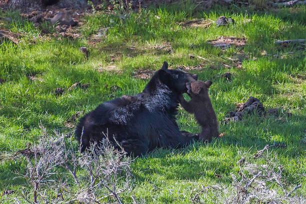 istock Black bear mother devotion to cubs in Yellowstone 1134916524