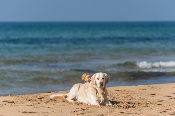 istock Golden Retriever on a Mediterranean Beach with a Doll 1134916746