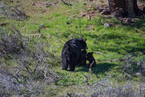 istock Black bear mother devotion to cubs in Yellowstone 1134916884