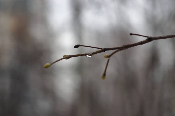 l'approche du printemps - winter wire barbed wire protection photos et images de collection