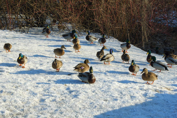 istock Mallard flock walking on snow and ice 1134918159