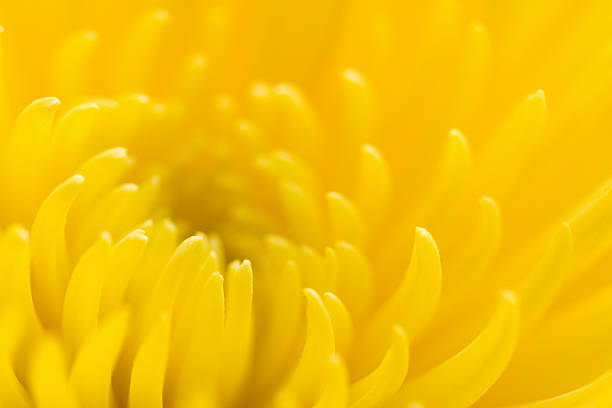 crisantemo amarillo - 4679 fotografías e imágenes de stock
