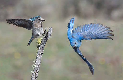 mountain Bluebird pair flying about.
