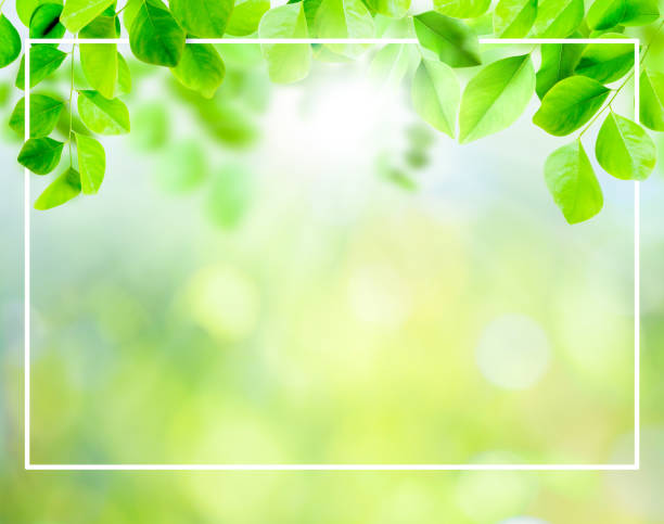 istock green leaves background and layout 1134921157