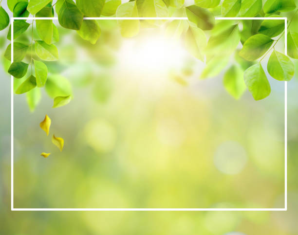 istock green leaves background and layout 1134921160