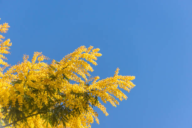 istock Mimosa Flowers Blooming in the Spring 1134921458